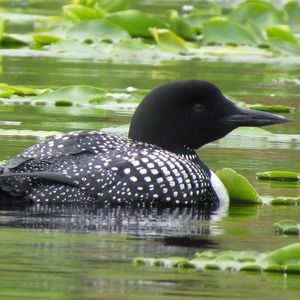 Meet your Posher, Jane